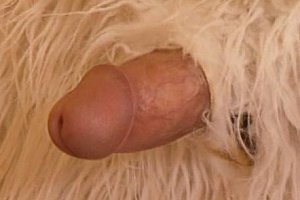 porno 720hd